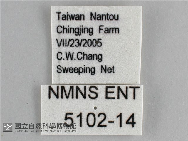 金鎧蛺蝶藏品圖，第3張