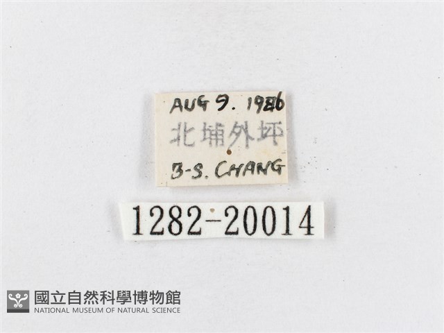 蓬萊茶斑蛾藏品圖，第3張