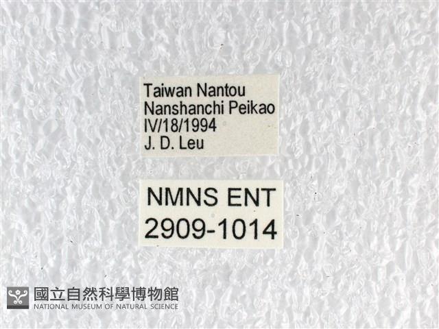寬帶青鳳蝶藏品圖，第3張