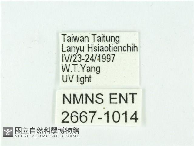 叉紋閃舞蛾藏品圖，第3張