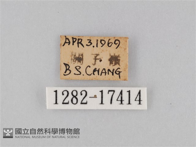 豆環蛺蝶藏品圖，第3張