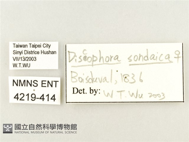 方環蝶藏品圖，第3張