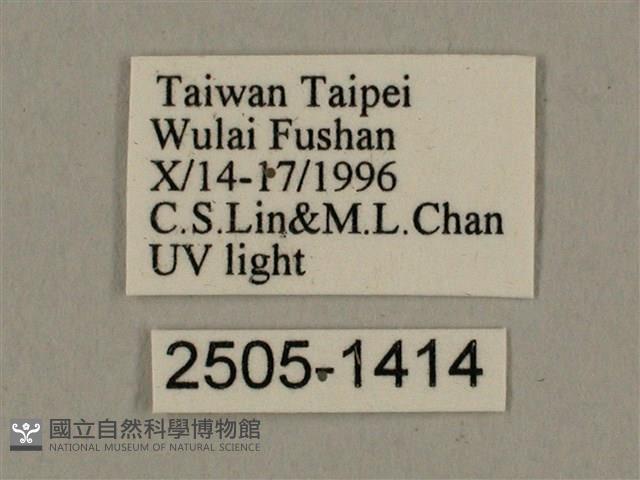 棕綠背線天蛾藏品圖，第3張