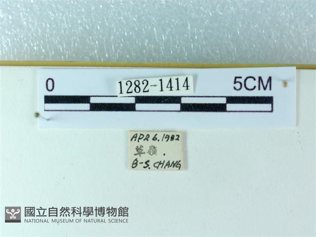 粉蝶燈蛾藏品圖，第3張