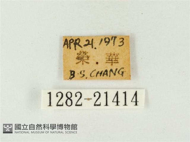燕灰蝶藏品圖，第3張