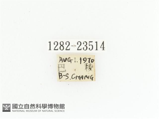 黃斑陷紋金龜藏品圖，第2張