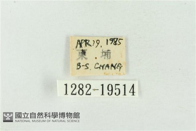 臺洒波紋蛾藏品圖，第3張