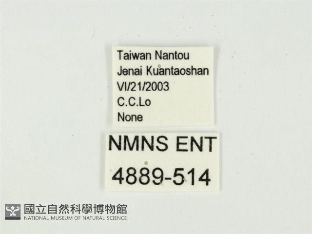 燄駝蛾藏品圖，第3張