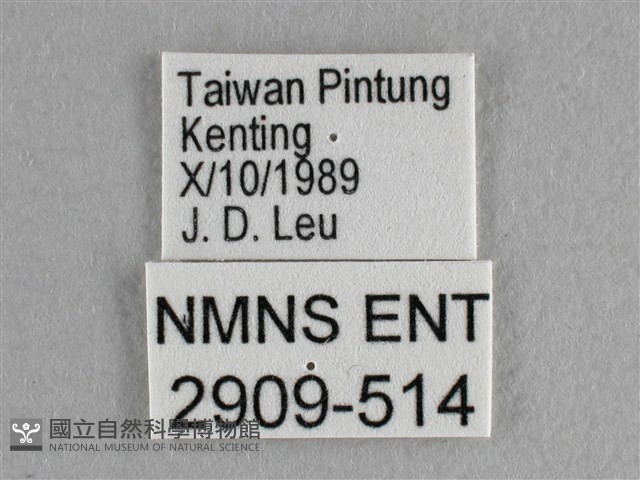 異色尖粉蝶藏品圖，第3張