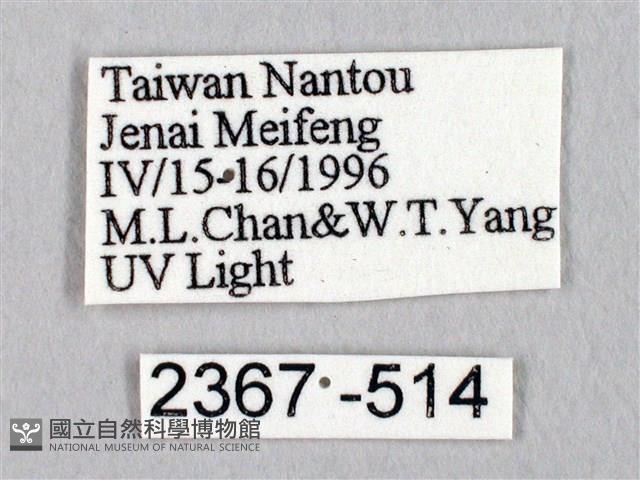 蓬萊灰紋帶蛾藏品圖，第3張