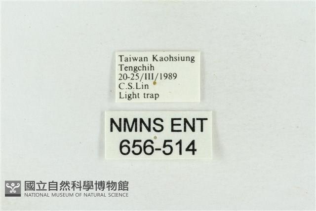 印華波紋蛾藏品圖，第3張