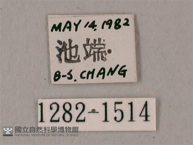 粗斜紋天蛾藏品圖，第3張