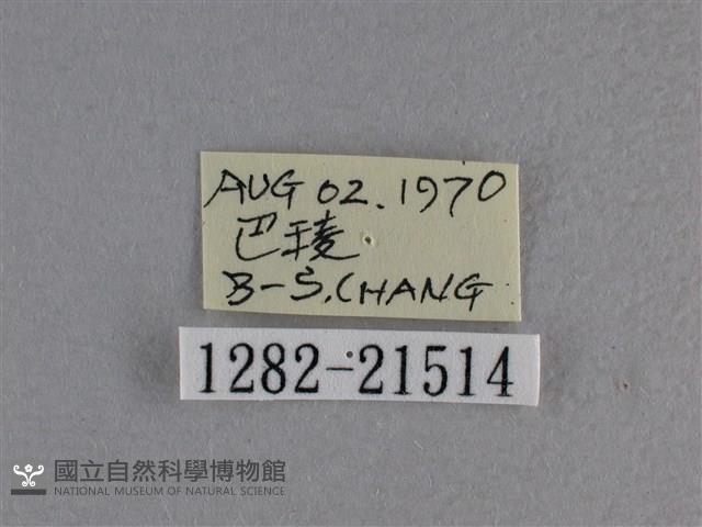 尖翅褐弄蝶藏品圖，第3張