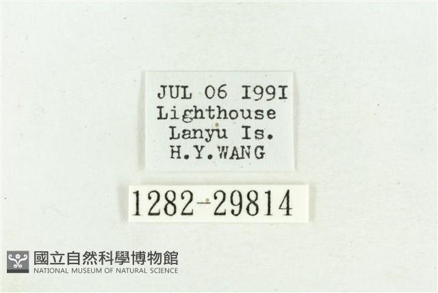 弧角散紋夜蛾藏品圖，第3張