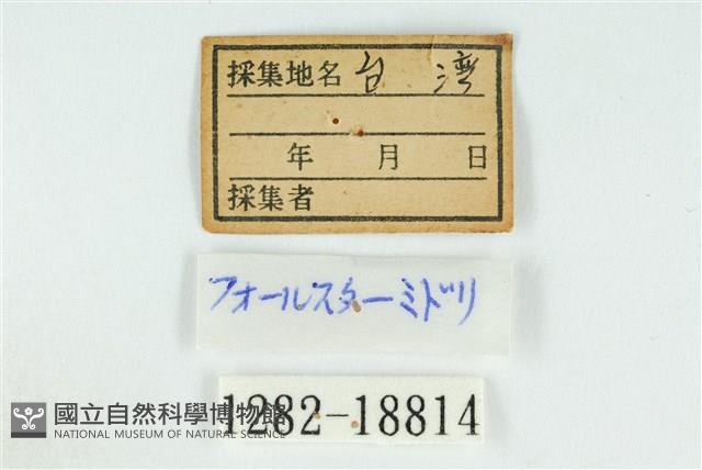 伏氏鋩灰蝶藏品圖，第3張