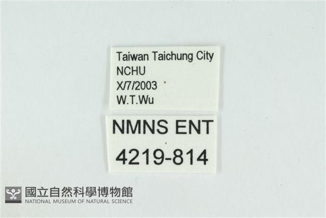 迷你藍灰蝶藏品圖，第3張