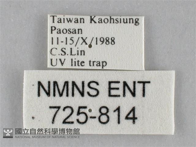 斜紋夜盜蛾藏品圖，第3張