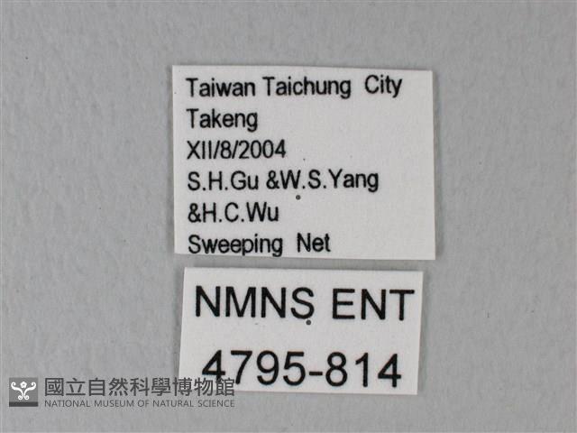 白粉蝶、紋白蝶藏品圖，第3張