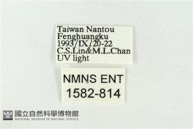 素木綠刺蛾藏品圖，第3張