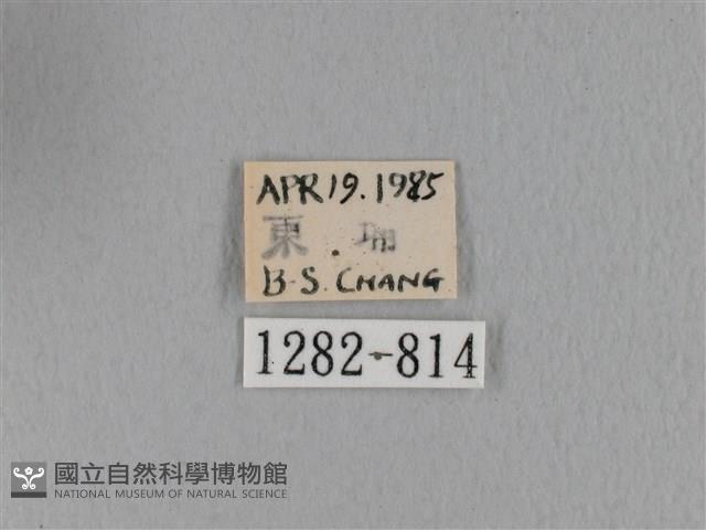 緣斑枯葉蛾藏品圖，第3張