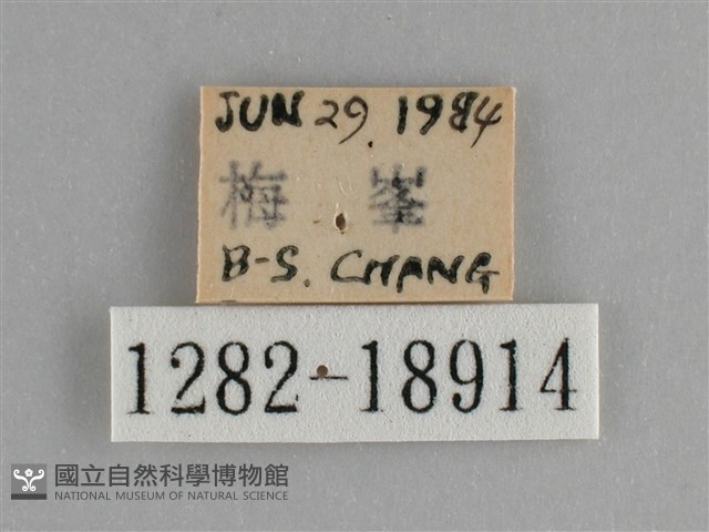 臺灣鉤粉蝶藏品圖，第3張