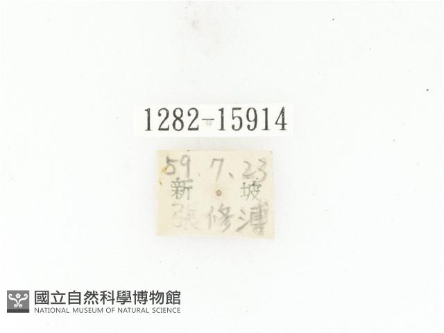 東方白點花金龜藏品圖，第2張