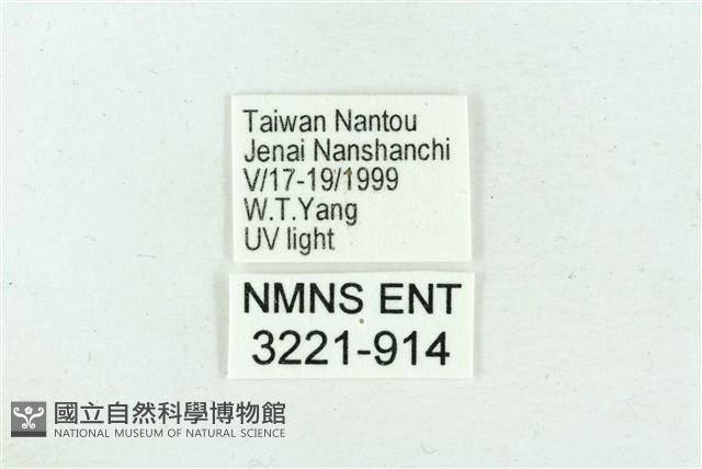 臺雪苔蛾藏品圖，第3張