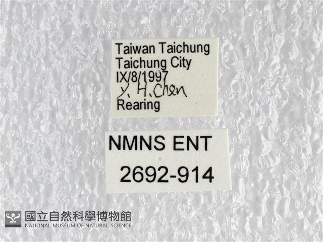 花鳳蝶、無尾鳳蝶藏品圖，第3張