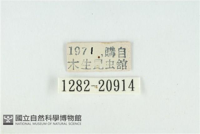黃閃翠灰蝶藏品圖，第3張