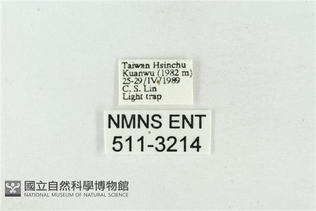 臺美波紋蛾藏品圖，第3張