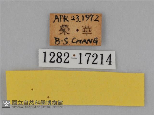 圓翅鉤粉蝶藏品圖，第3張