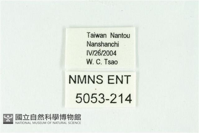 巒大鋸灰蝶藏品圖，第3張