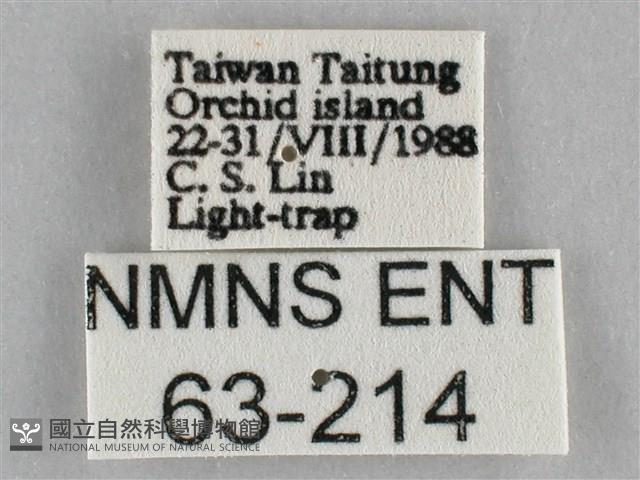 一點擬燈蛾藏品圖，第3張