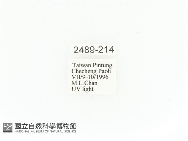 臺灣角金龜藏品圖，第2張