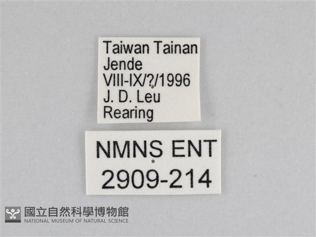 樺斑蝶藏品圖，第3張
