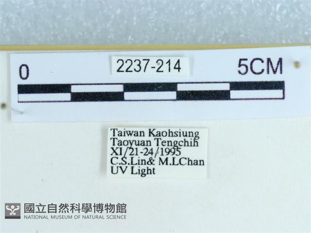 粉蝶燈蛾藏品圖，第3張