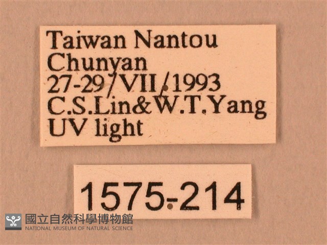斜線天蛾藏品圖，第3張