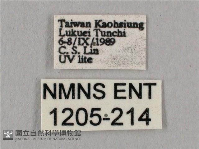 直翅六點天蛾藏品圖，第3張