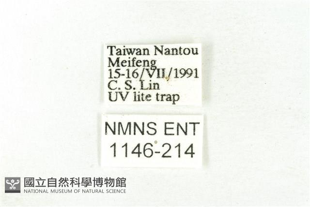 樹形尺蛾藏品圖，第3張