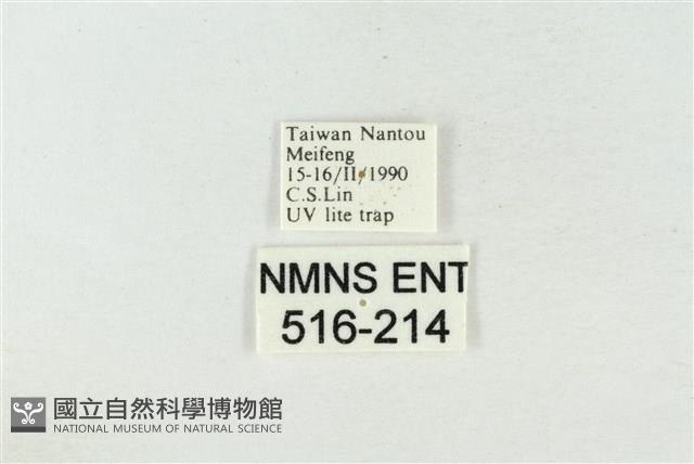 帶波紋蛾藏品圖，第3張