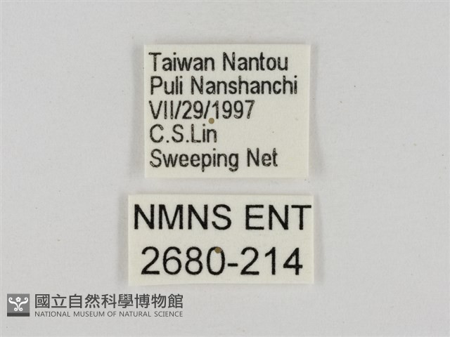 淡褐脈粉蝶藏品圖，第3張