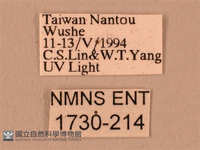 白星天蛾藏品圖，第3張