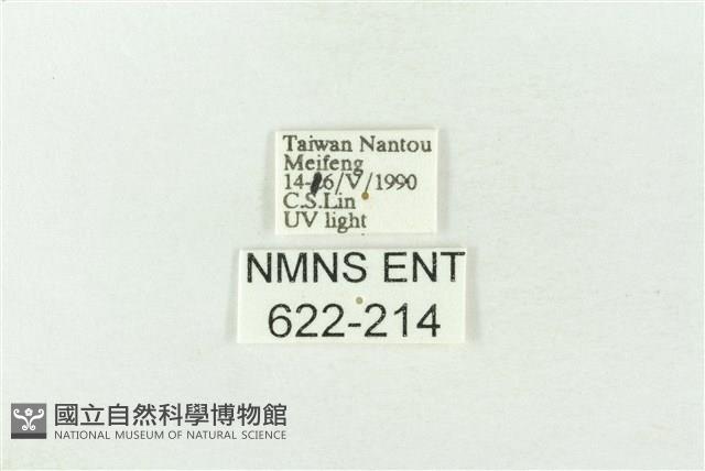 棍棒污燈蛾藏品圖，第3張