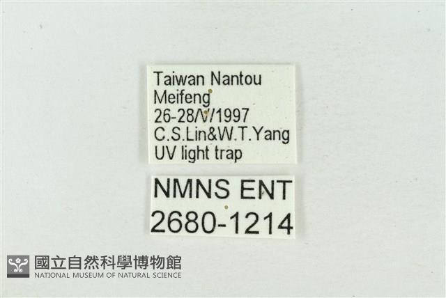 臺洒波紋蛾藏品圖，第3張