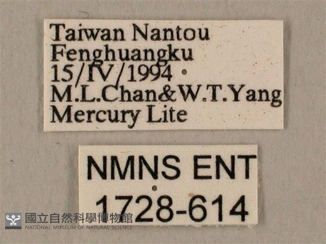 半緣缺角天蛾藏品圖，第3張