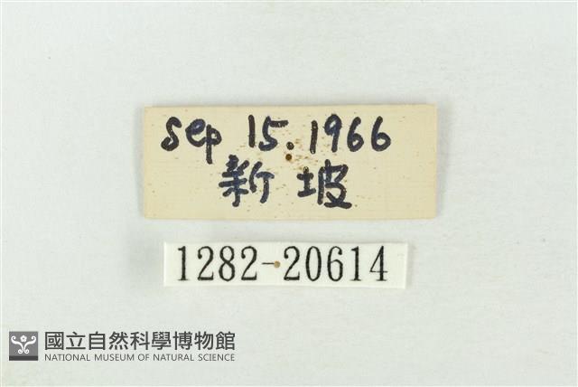 基褐綠刺蛾藏品圖，第3張