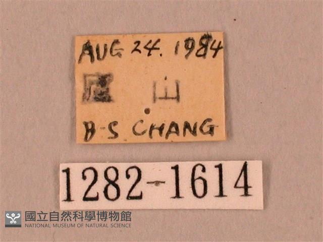 裂斑鷹翅天蛾藏品圖，第3張