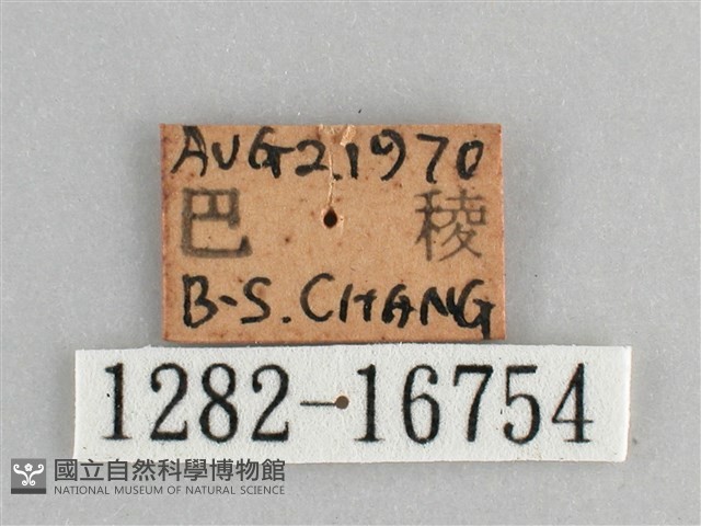 黯眼蛺蝶藏品圖，第3張