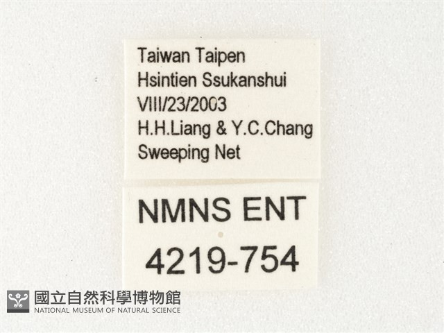 絹斑蝶藏品圖，第3張
