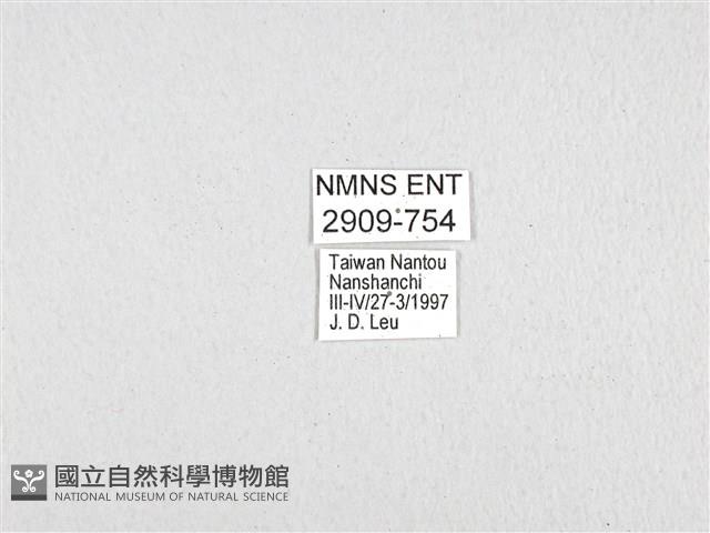 斑鳳蝶藏品圖，第3張